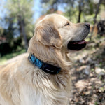 COLLARES GPS PARA PERROS Y GATOS