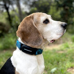 COLLARES GPS PARA PERROS Y GATOS